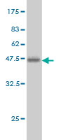 WB - YY1 Antibody (monoclonal) (M05) AT4566a